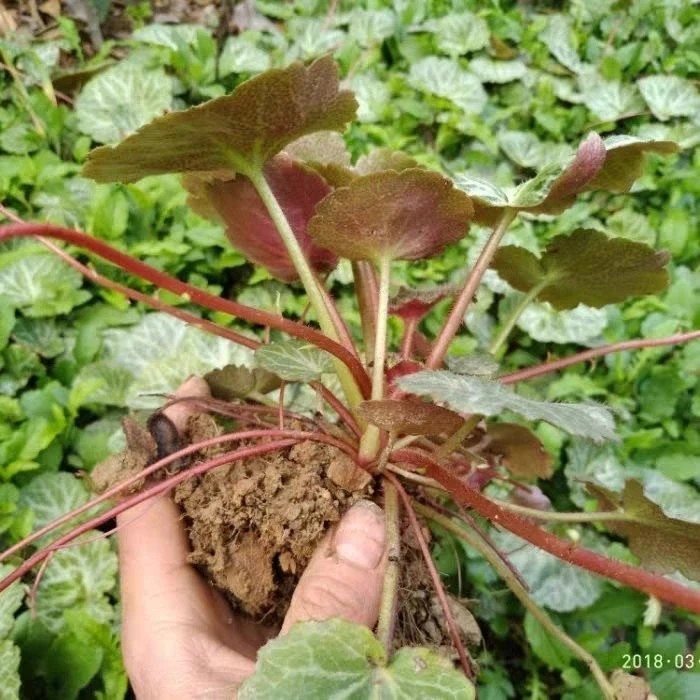 虎耳草假山花园金线盆栽绿植现摘芙蓉金丝吊鱼缸附石容易荷叶