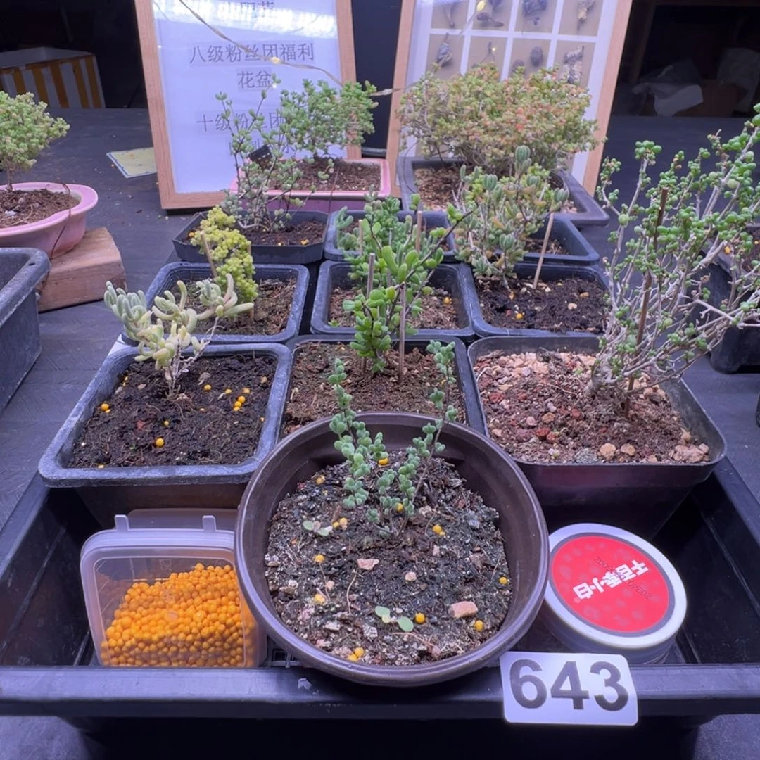 枝干番杏多肉植物643乐