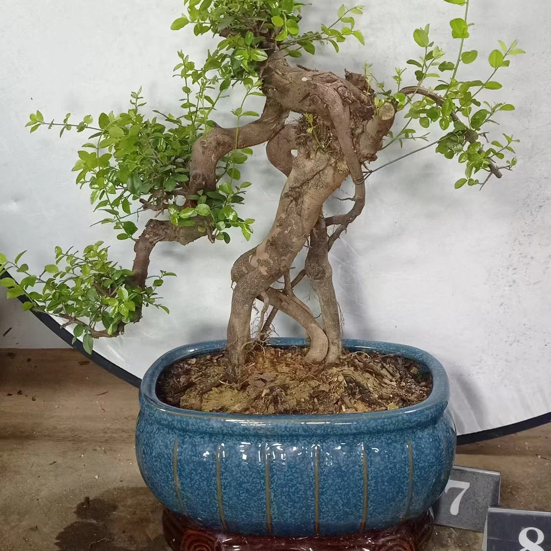 红芽雀梅、黄杨、胡椒木、栀子花等绿植