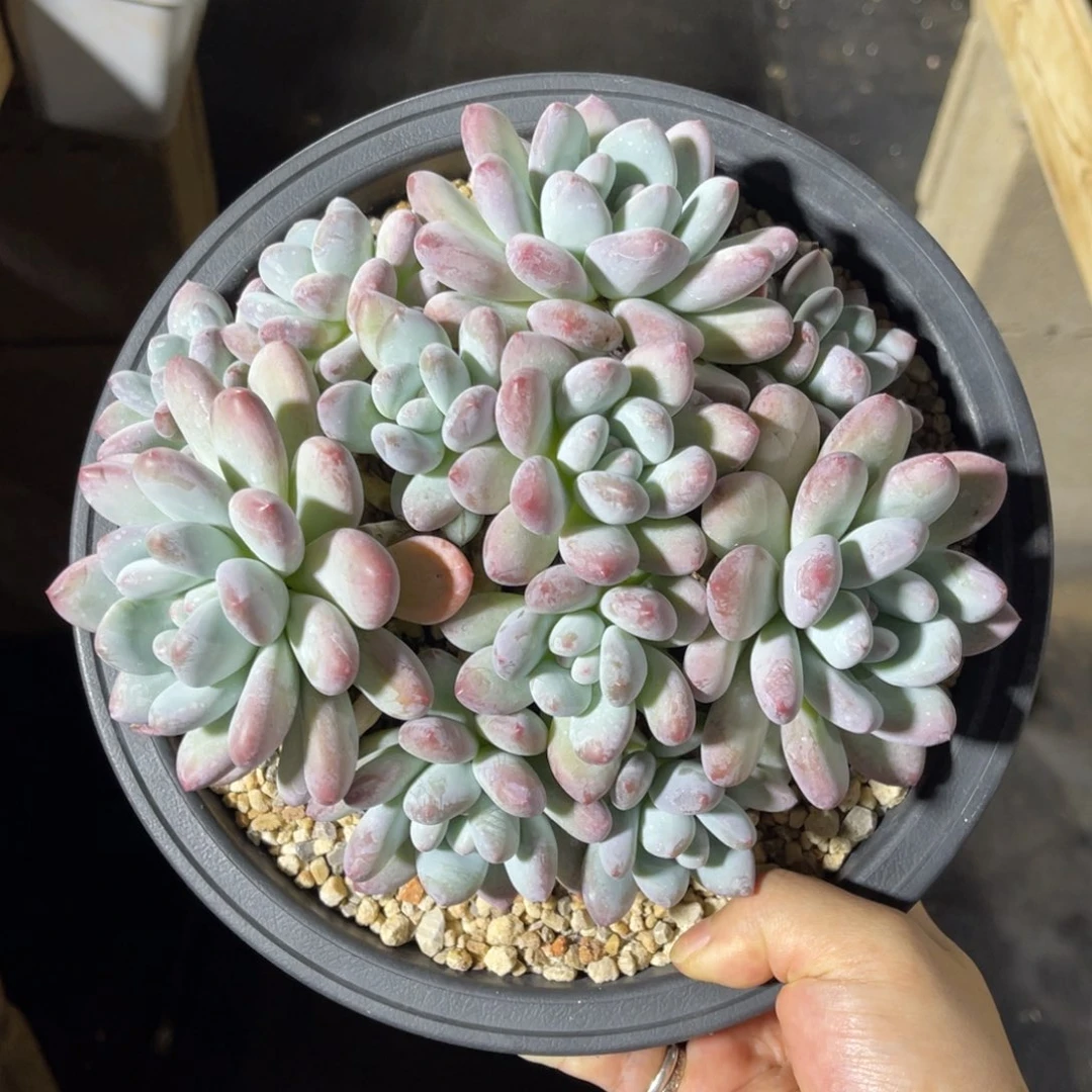 香水 一物一拍不支持退换