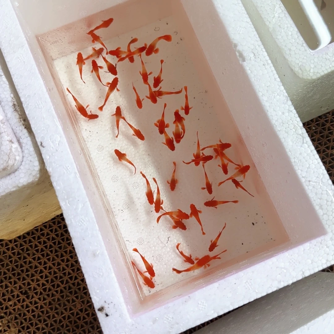 孔雀鱼小分水10条