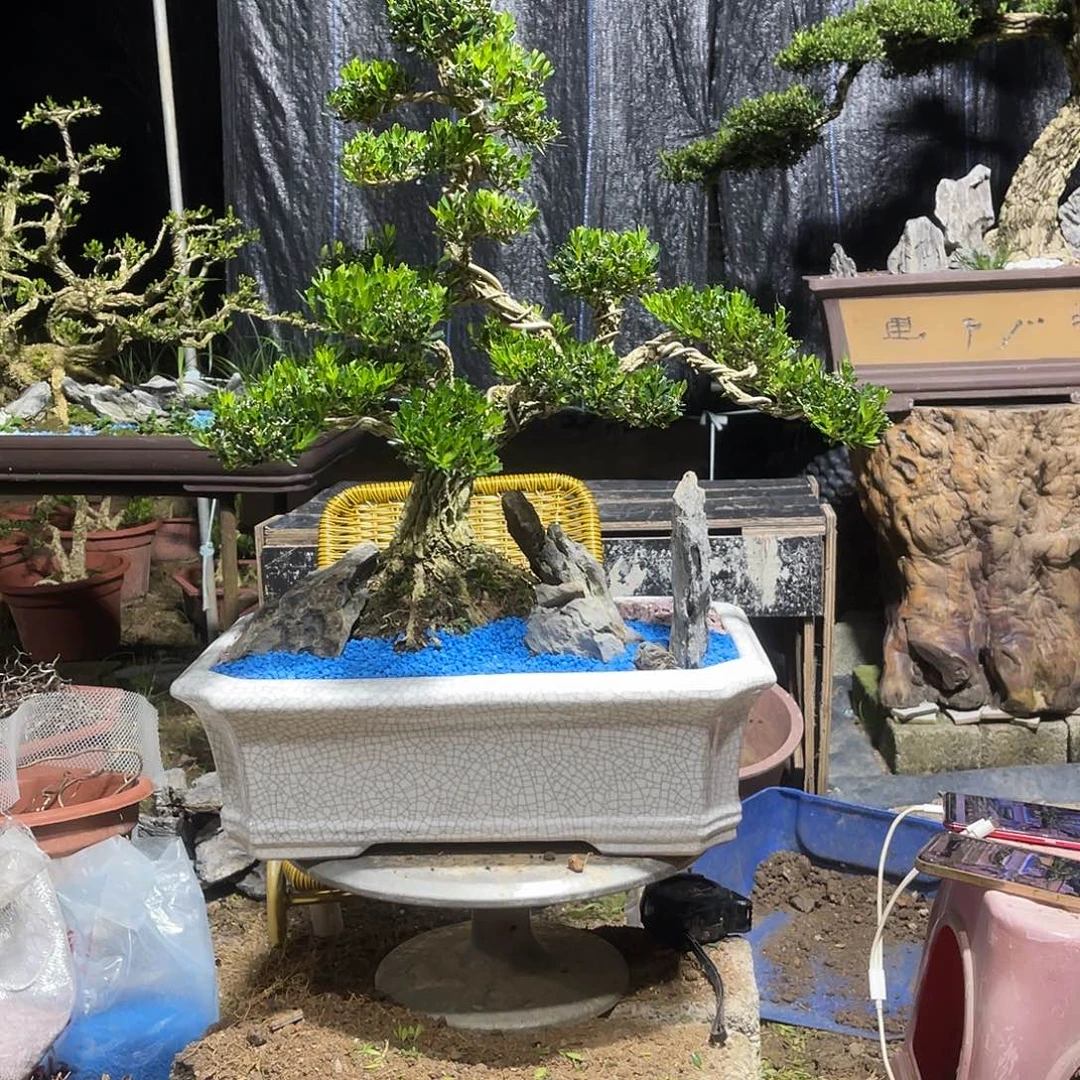 当前无花栽培后可以开花