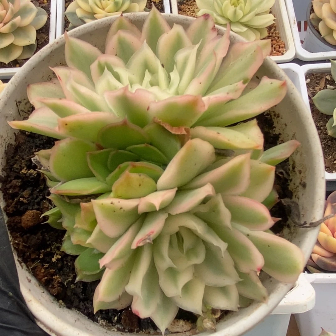 762紫蝴蝶锦锦锦锦锦锦
