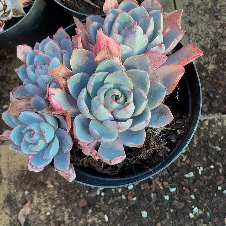 超大赫拉老桩带盆