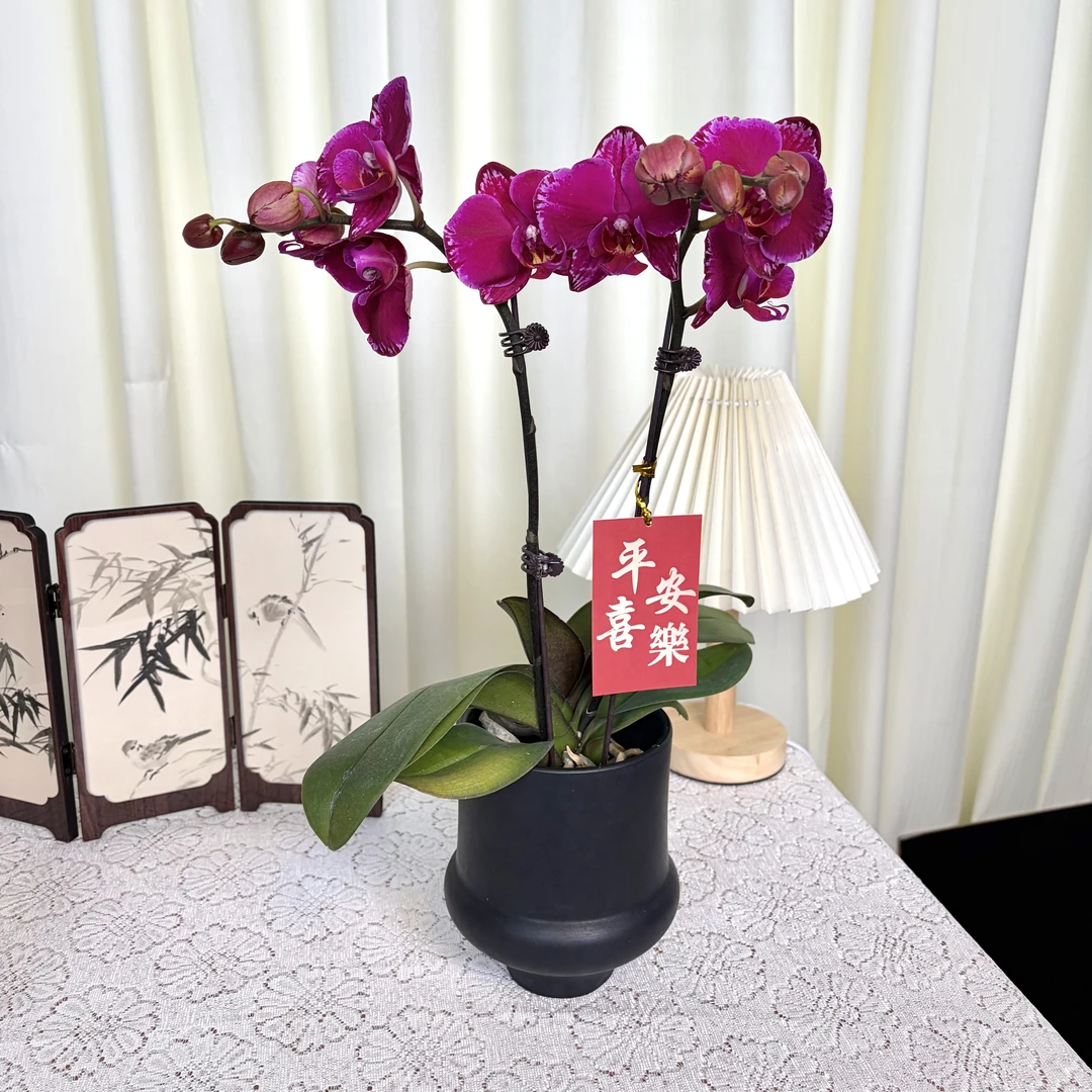 【双星光芒】稀有中大花型蝴蝶兰苗子发货适合室内摆放美观花卉