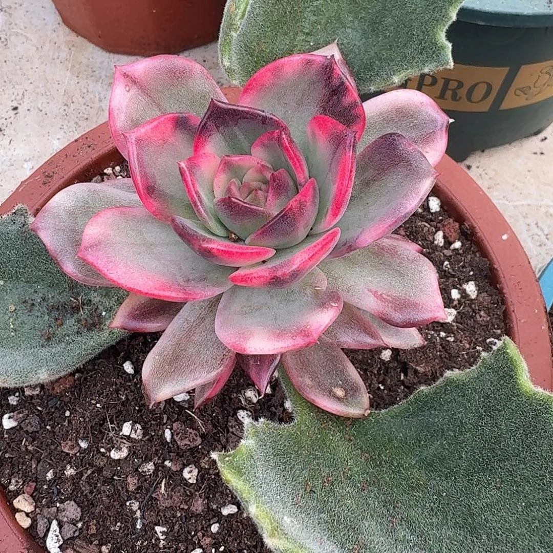 月***汐火焰山锦一物一拍