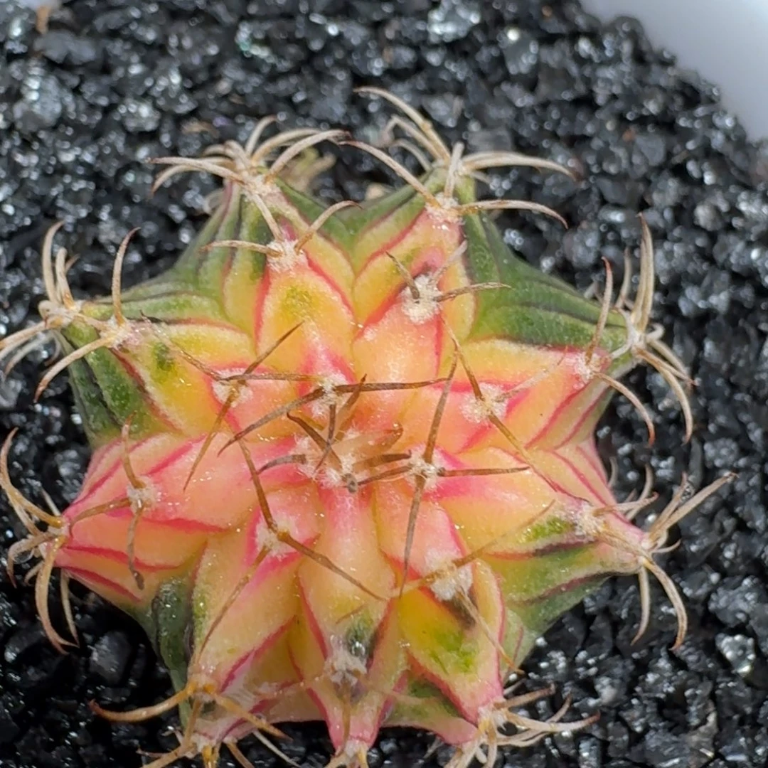 米哈实生自然锦过86