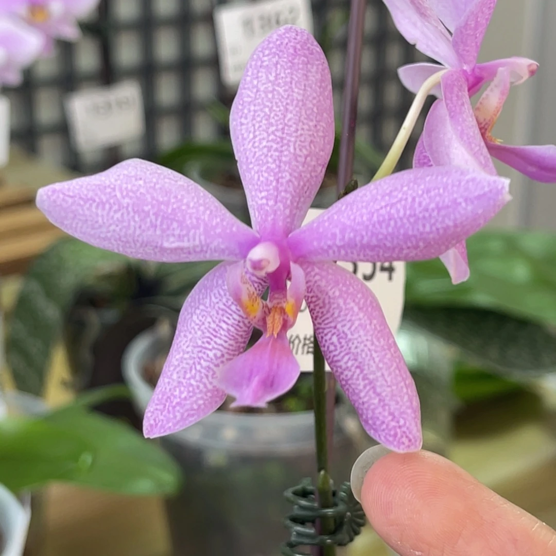 完全开放SWR西交蓝路德-1354