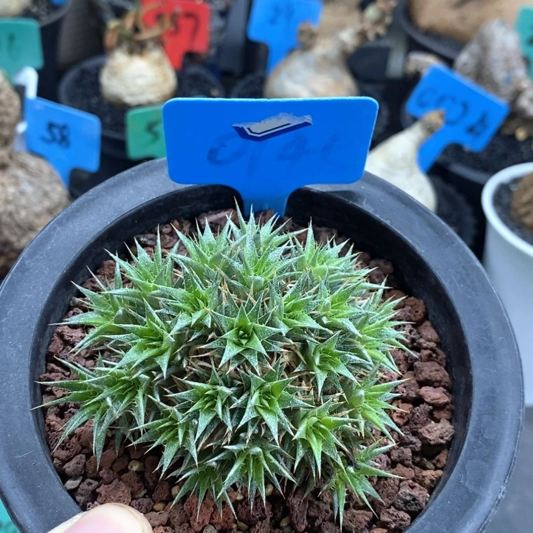 坨坨凤多肉植物一个