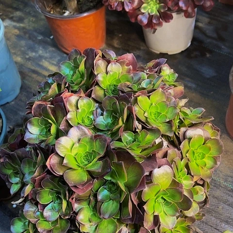 魅金玫瑰法师法师9999