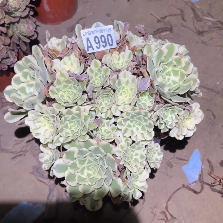 绿豆沙……多肉植物的
