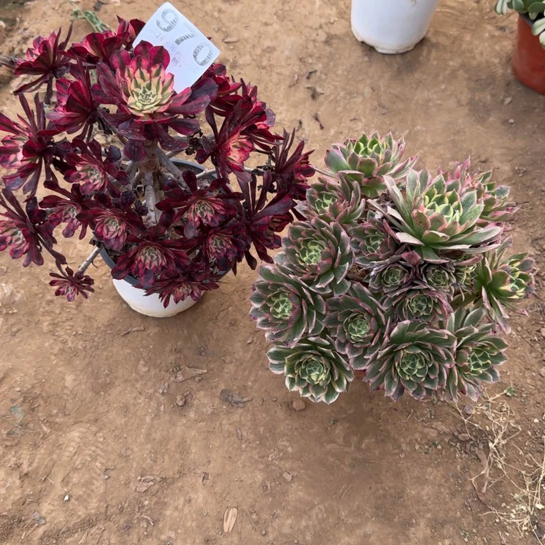 佳*970号2颗黑桐白 海王清棚不包损