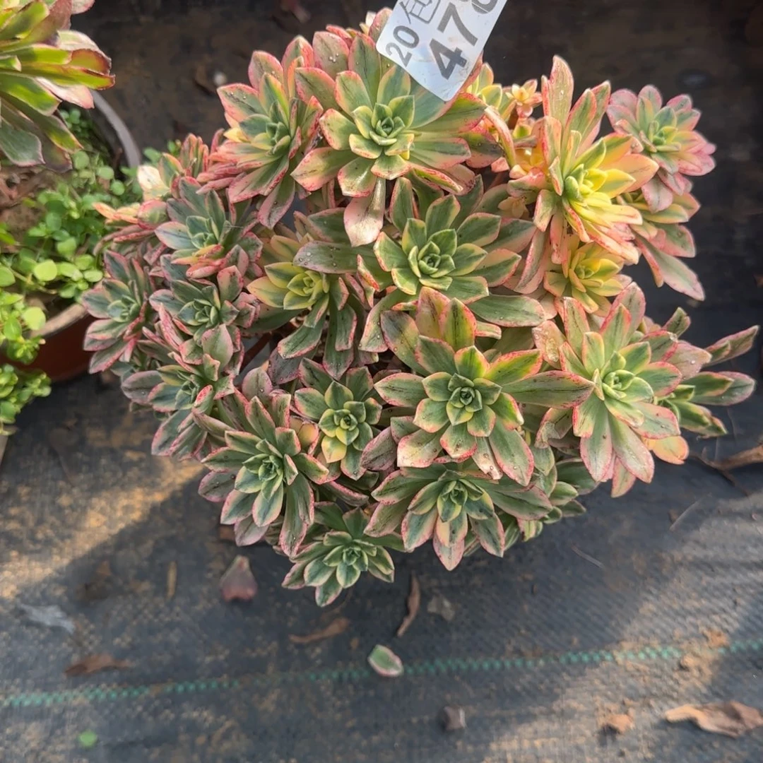 甜茶478满20包邮断枝不包