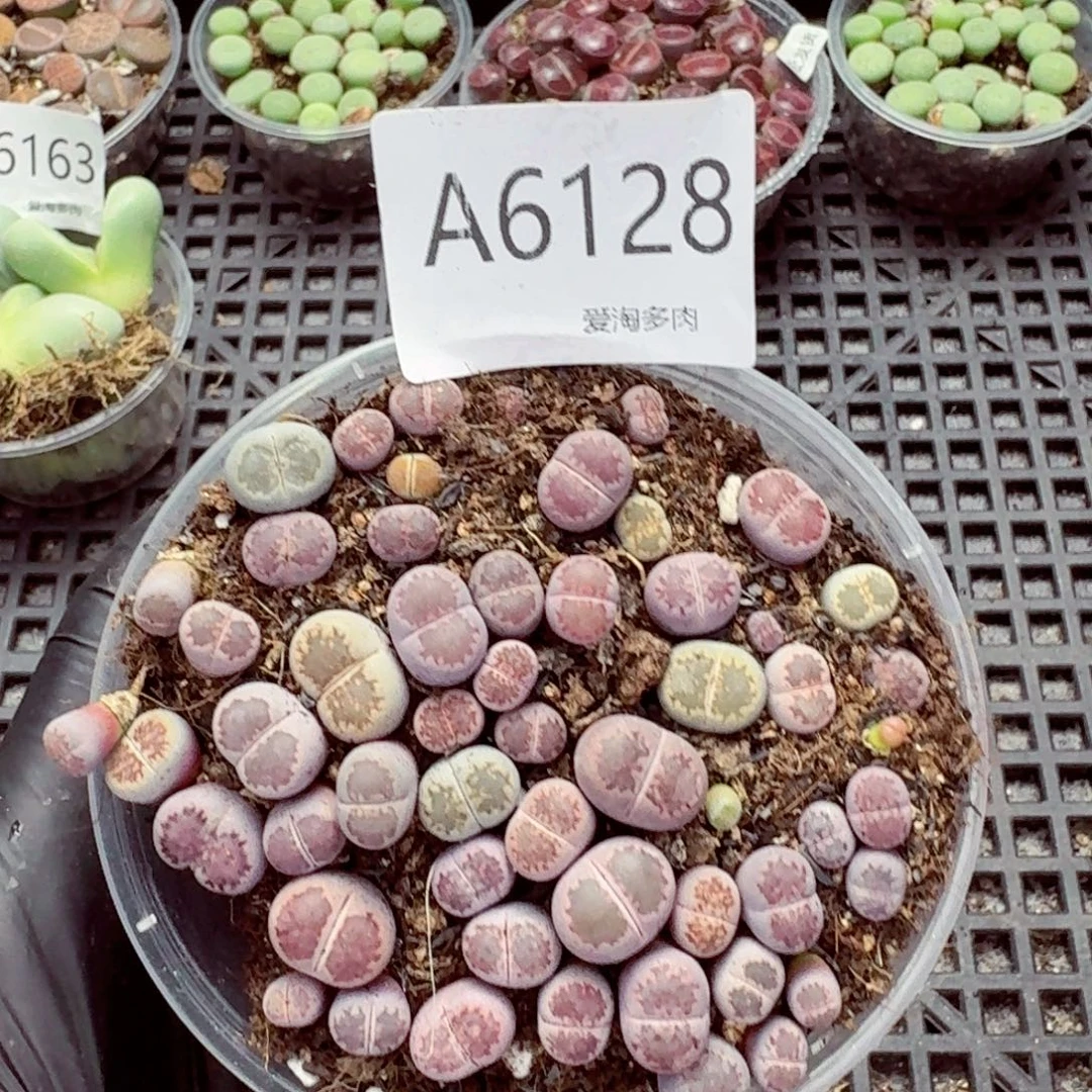 6128—生石花 生石花