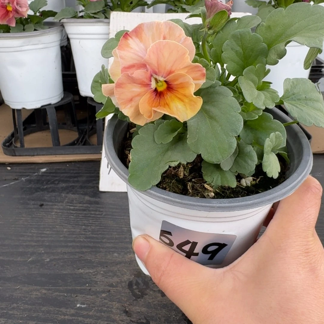 全部花朵649号曼波