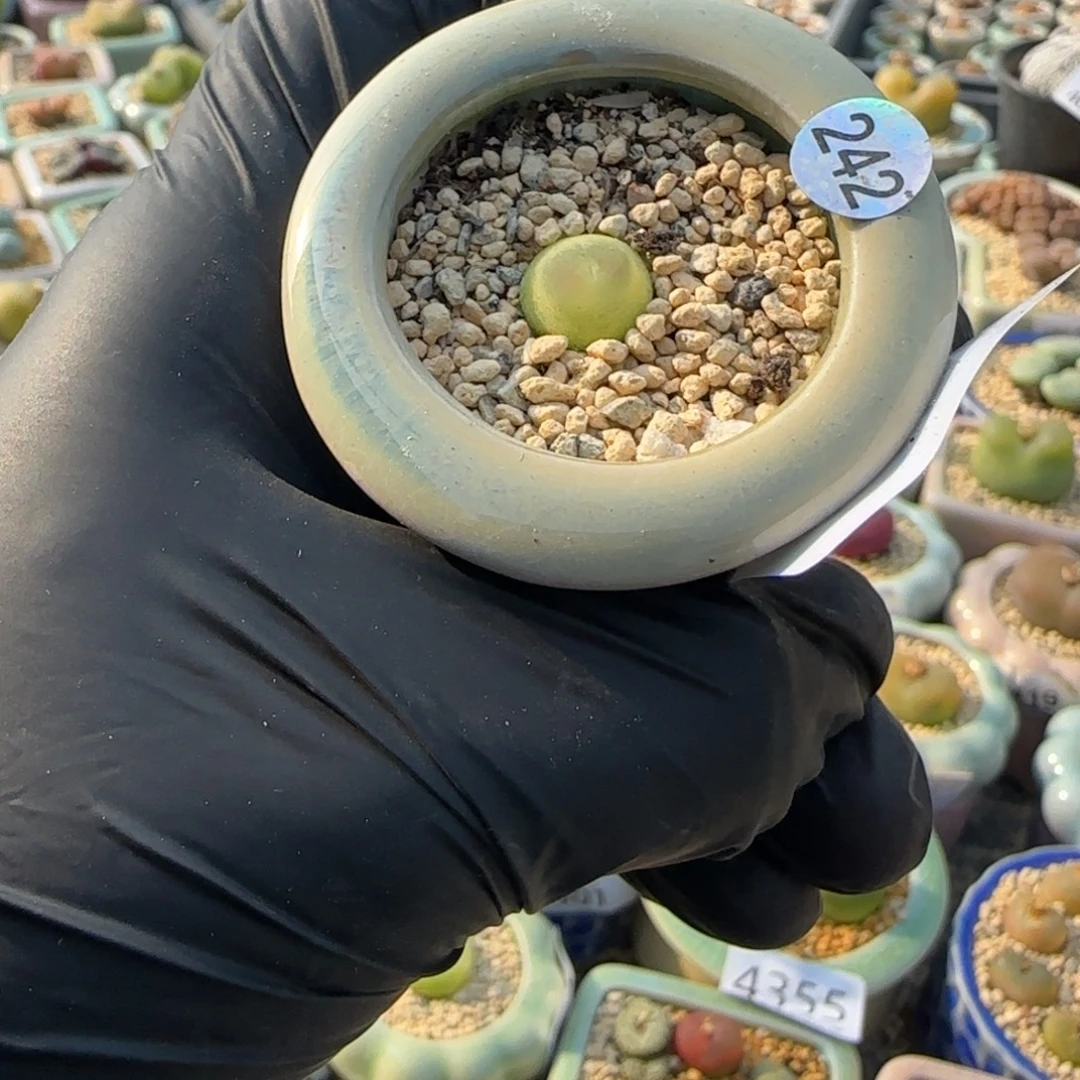 4356--一物一拍 带盆