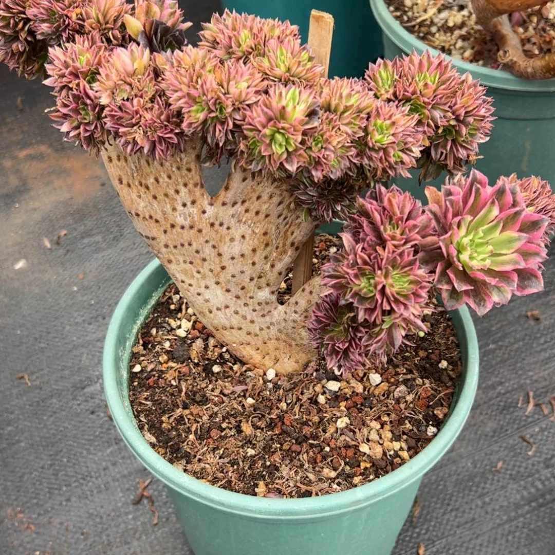 昼夜仙魔缀化老桩朵朵