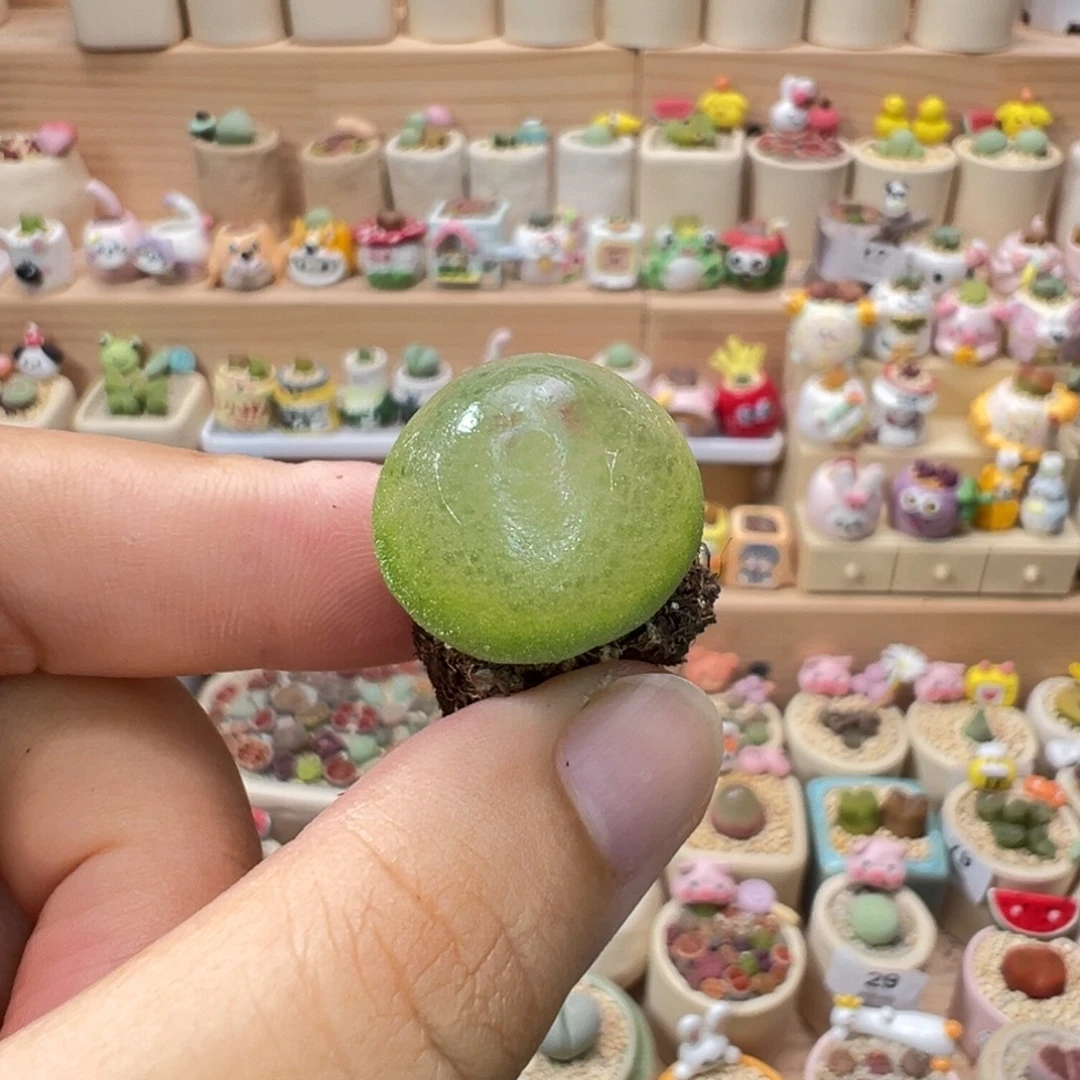 多肉植物100号灯泡