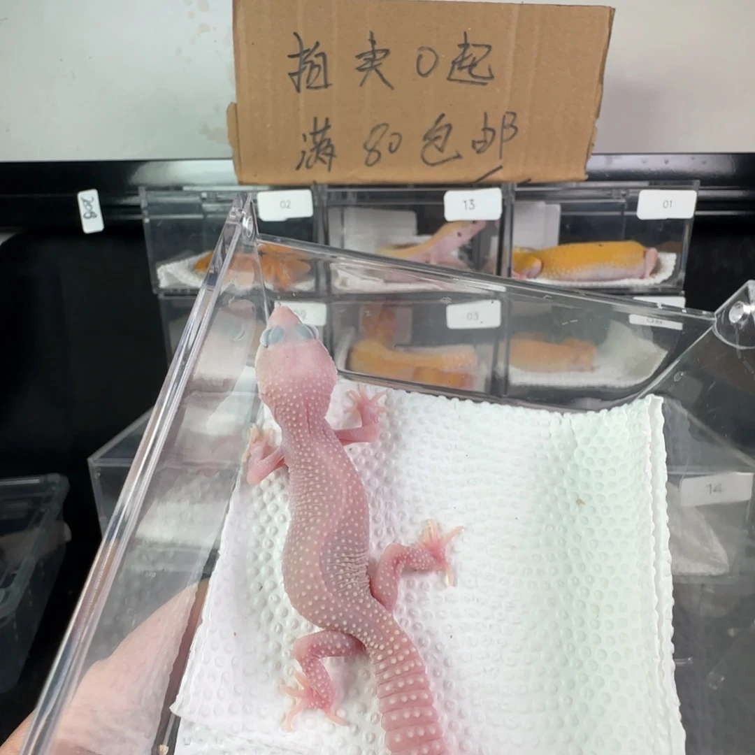 豹纹守宫雪花恶魔白酒妹妹