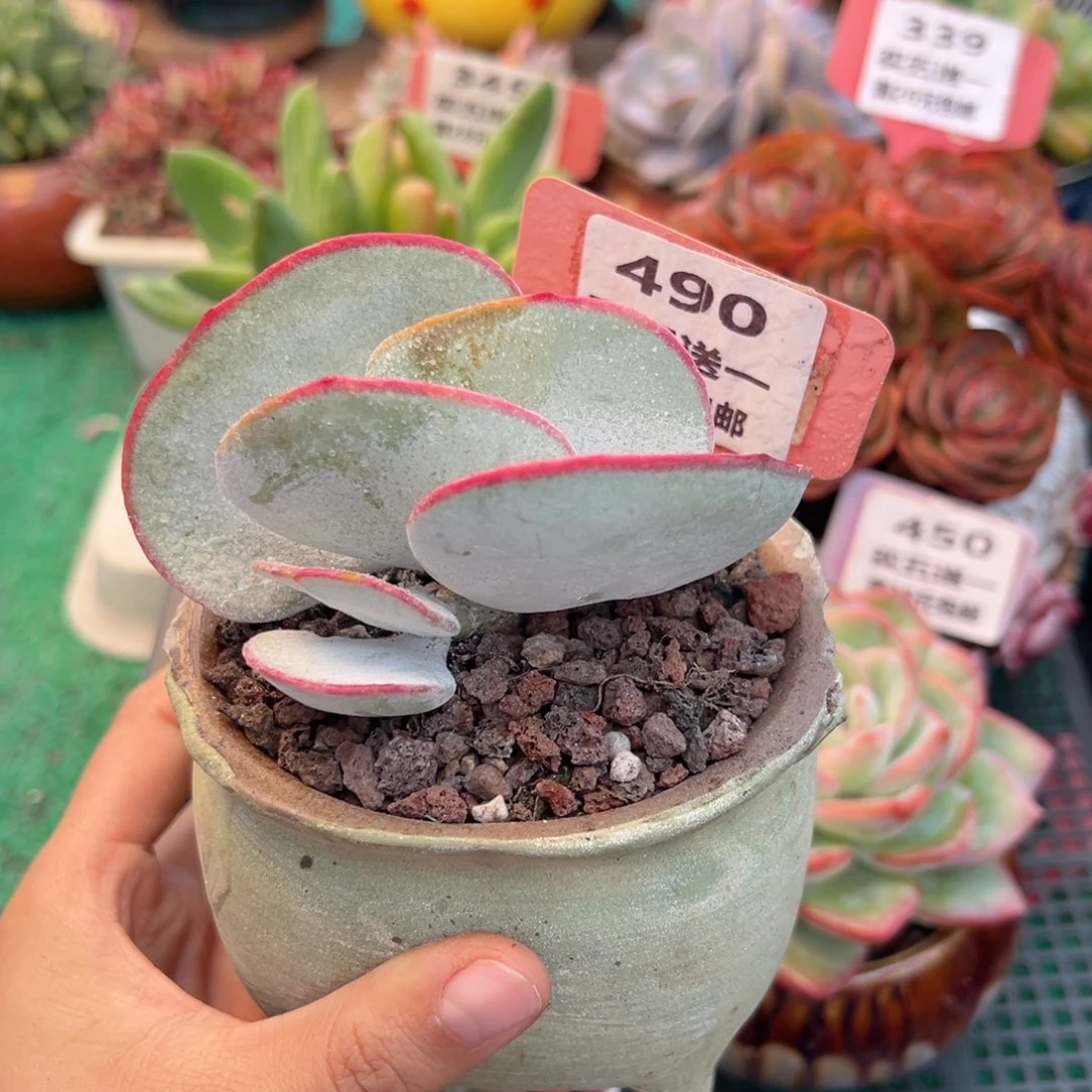 表妹精品多肉植物490.