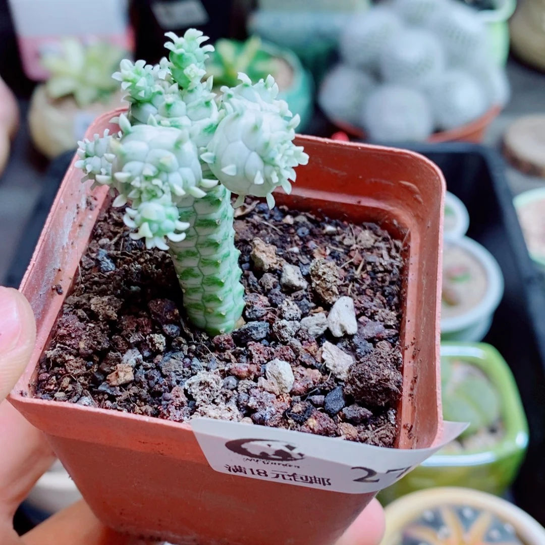 生石花花花花花花花花271