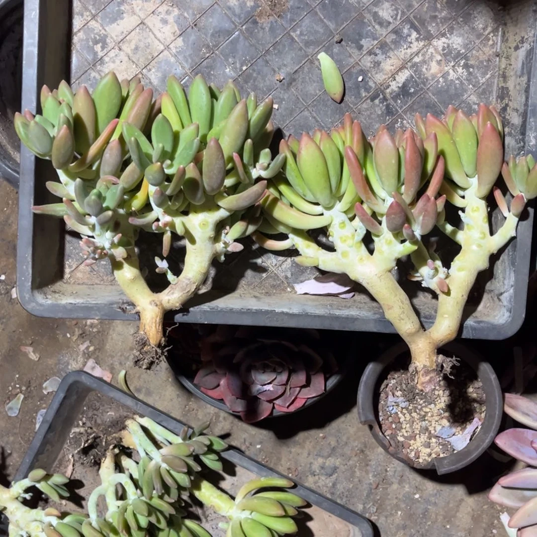 完全开放金蟾大粗腿两颗，官服20