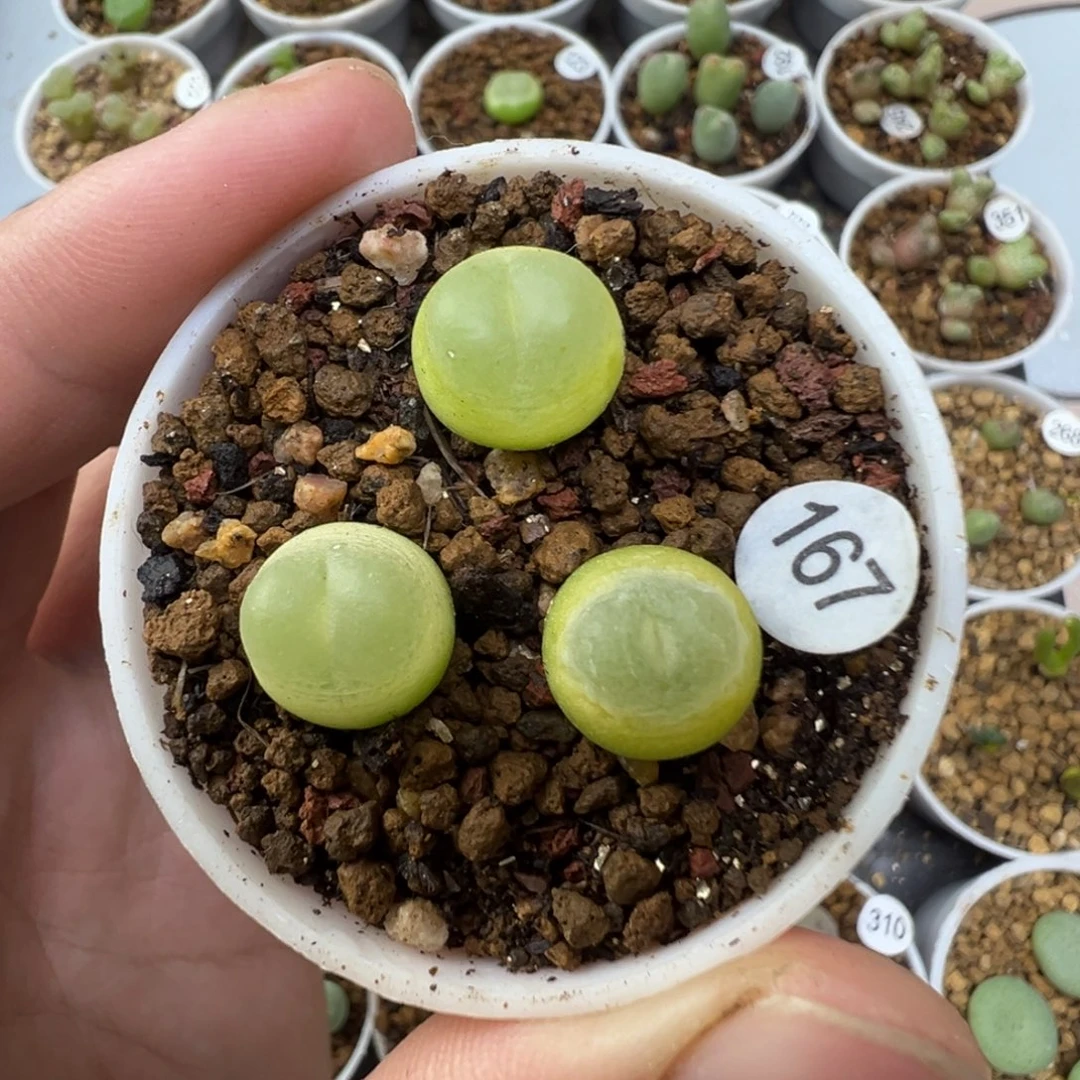 拉登一颗脱土1670000