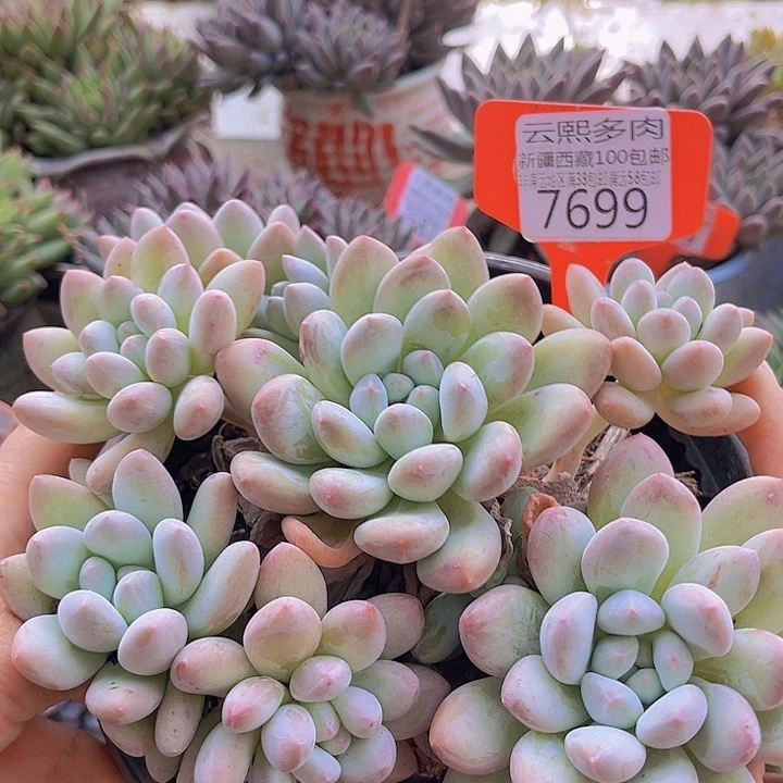 7699香水。