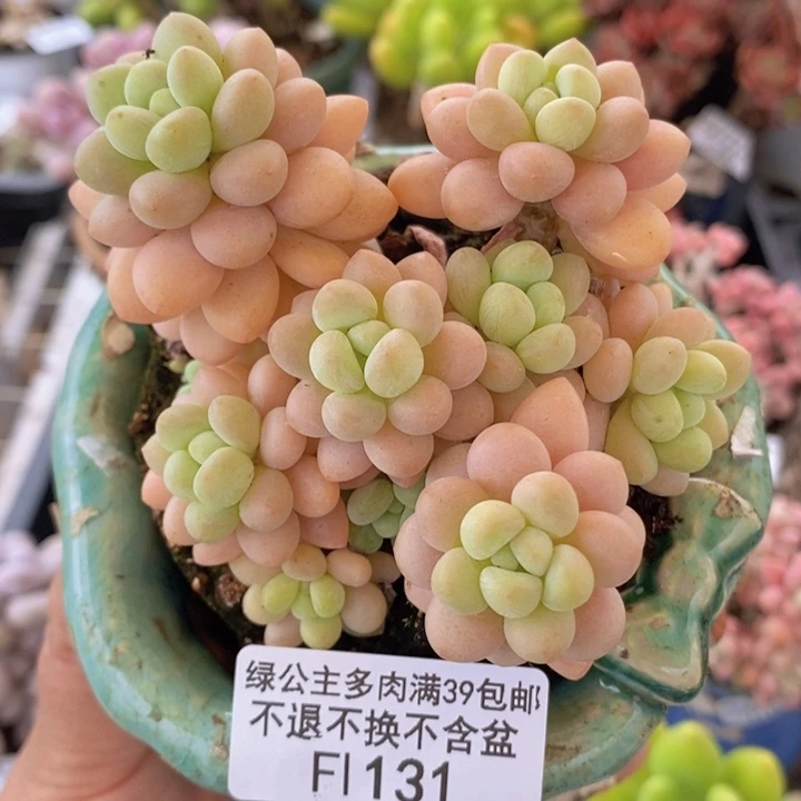 洛可可8cm131多肉植物