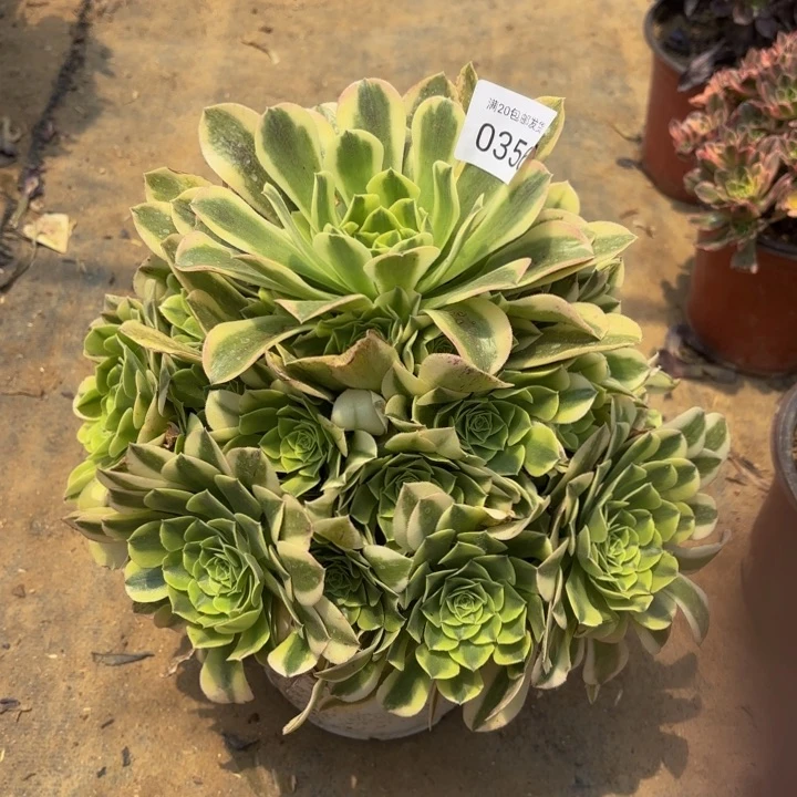 绿豆沙处理不包断头多肉0356