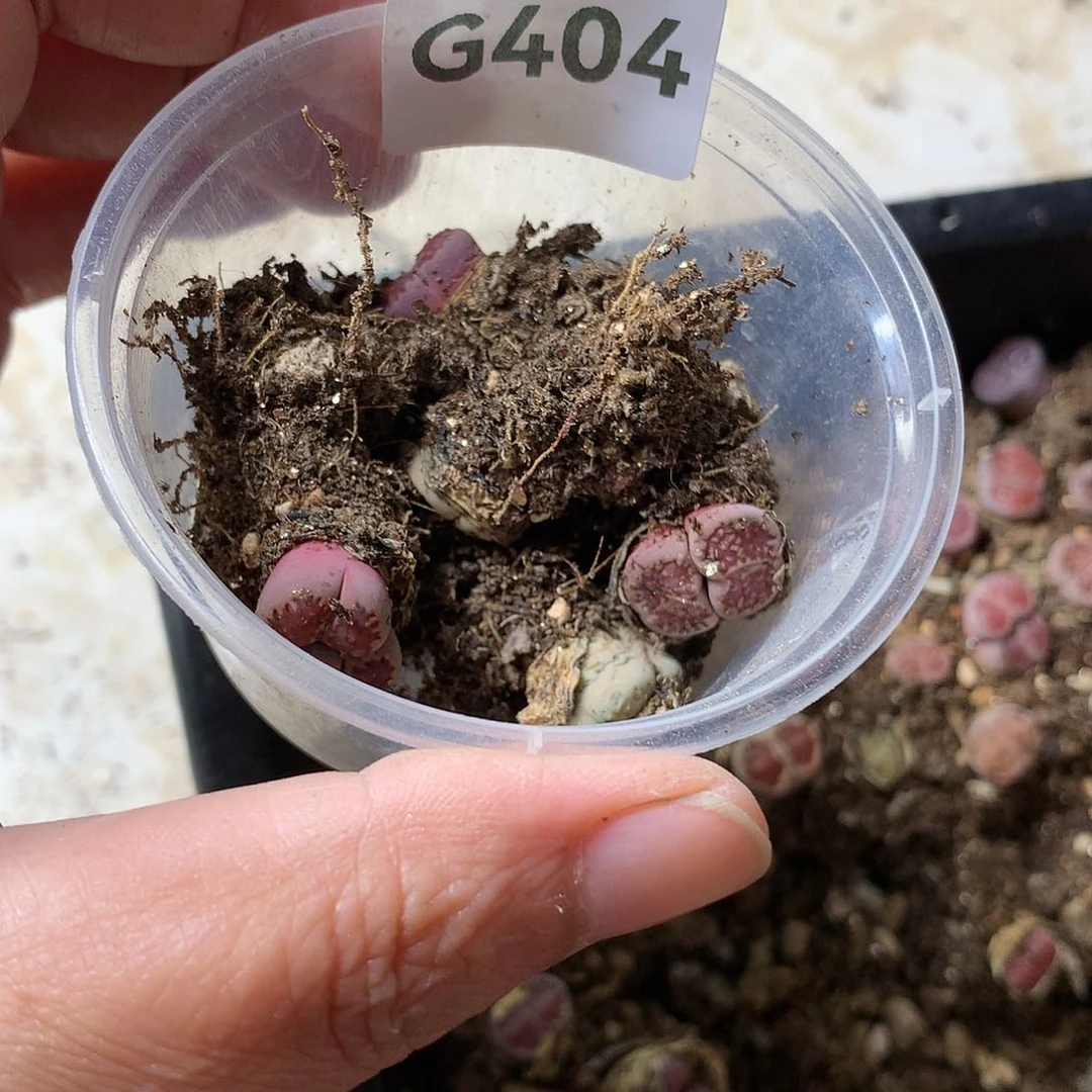 俏*吖G404多肉植物保护