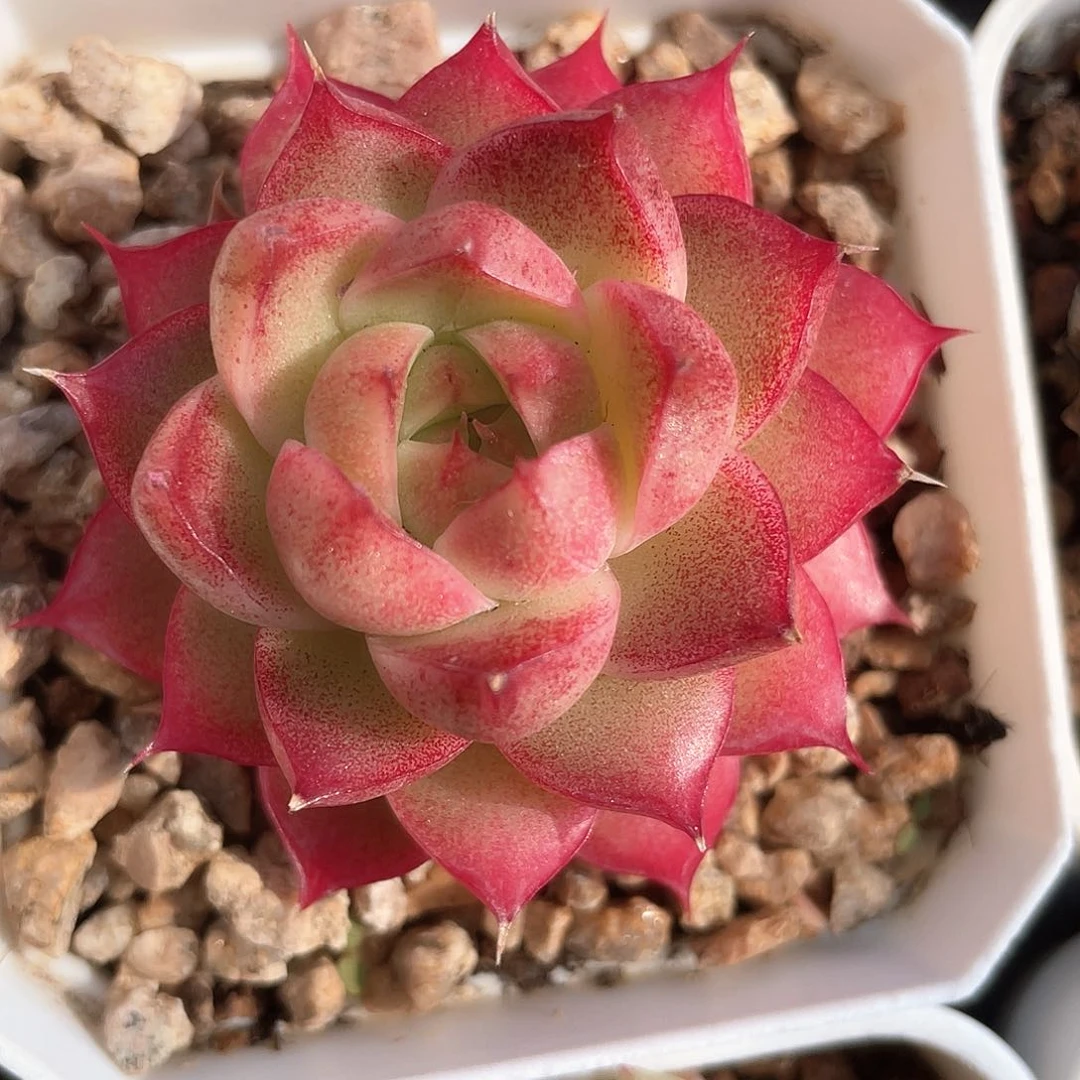 优选麦秆福利9357