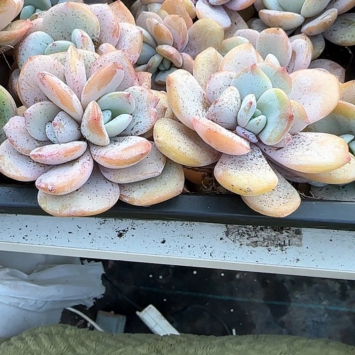 功*茶青蛙王子儿童牙膏111