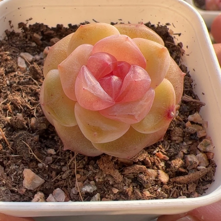 a200 一物一拍，精品糖心，尺寸不大介意勿拍