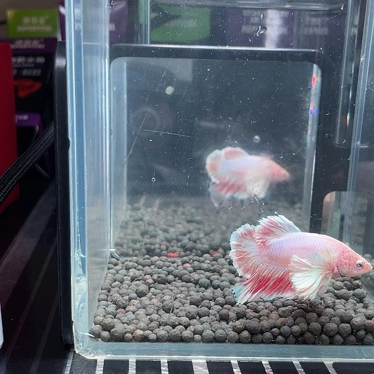 斗鱼粉白球耳绣球将军012号