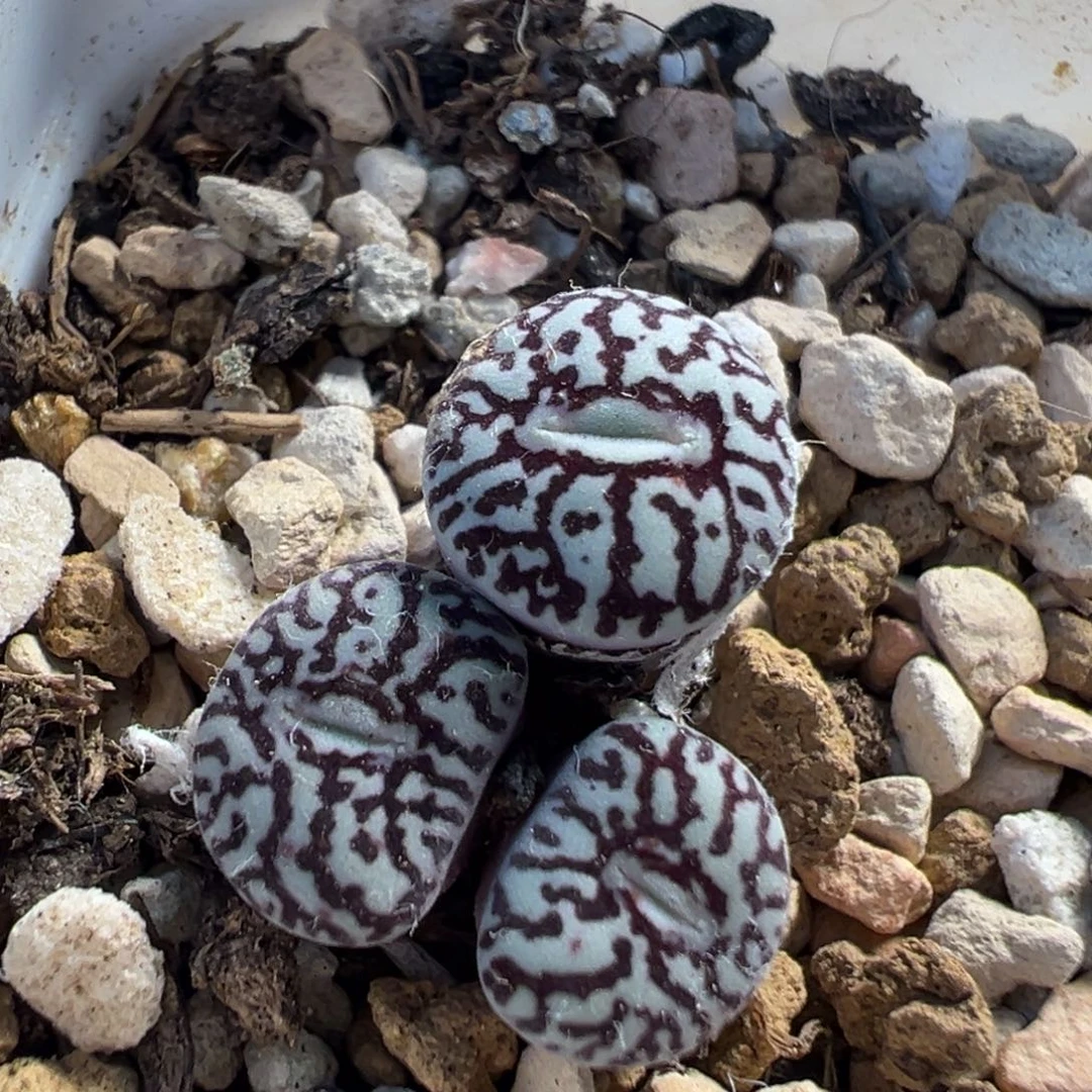 95多肉植物百科植物