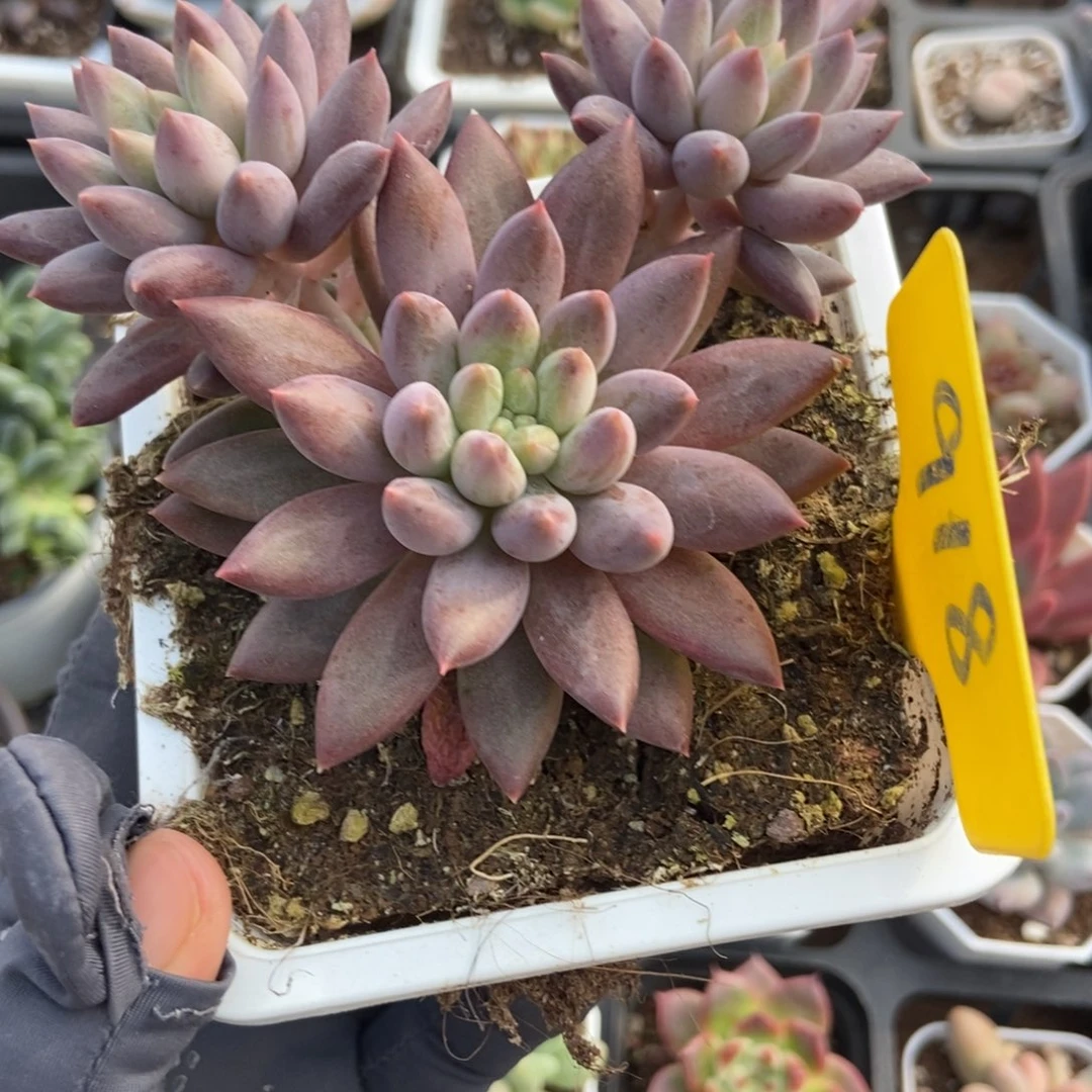 918车厘子多肉植物duorou