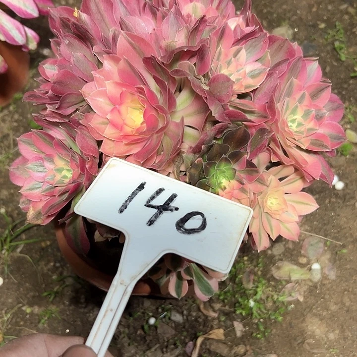 健****?多肉植物香菲法师