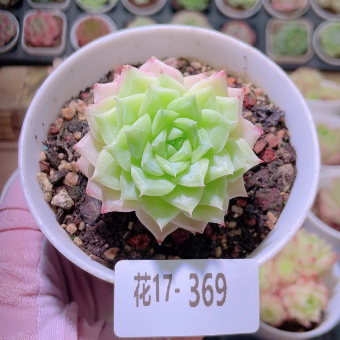 花利美17-369白天鹅