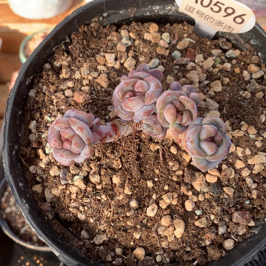 A0596 突尼斯老桩 无砍 9cm