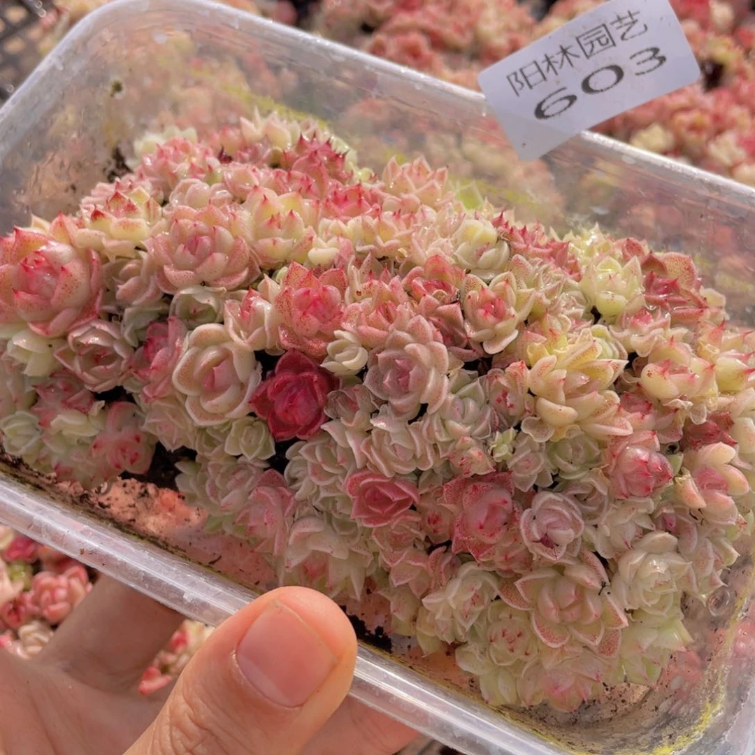 多肉植物多肉植物603