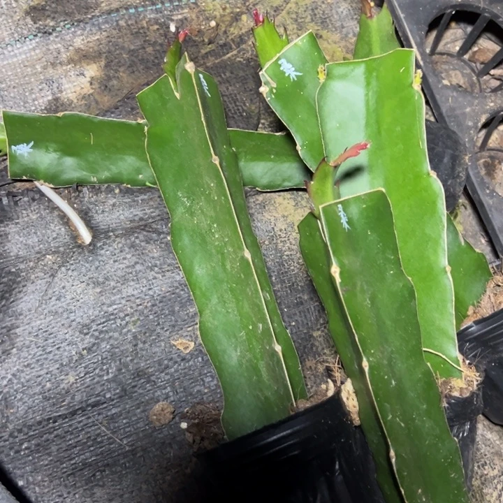 高纯桑吉塔嫁接单片小苗一颗 40