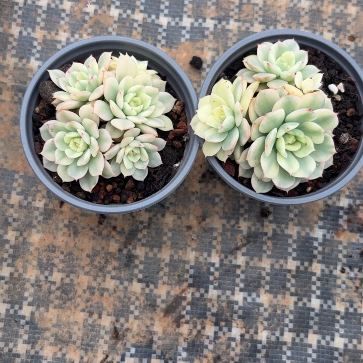 红化妆锦一物一拍