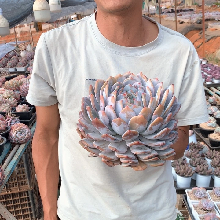 230盆超大橙梦露