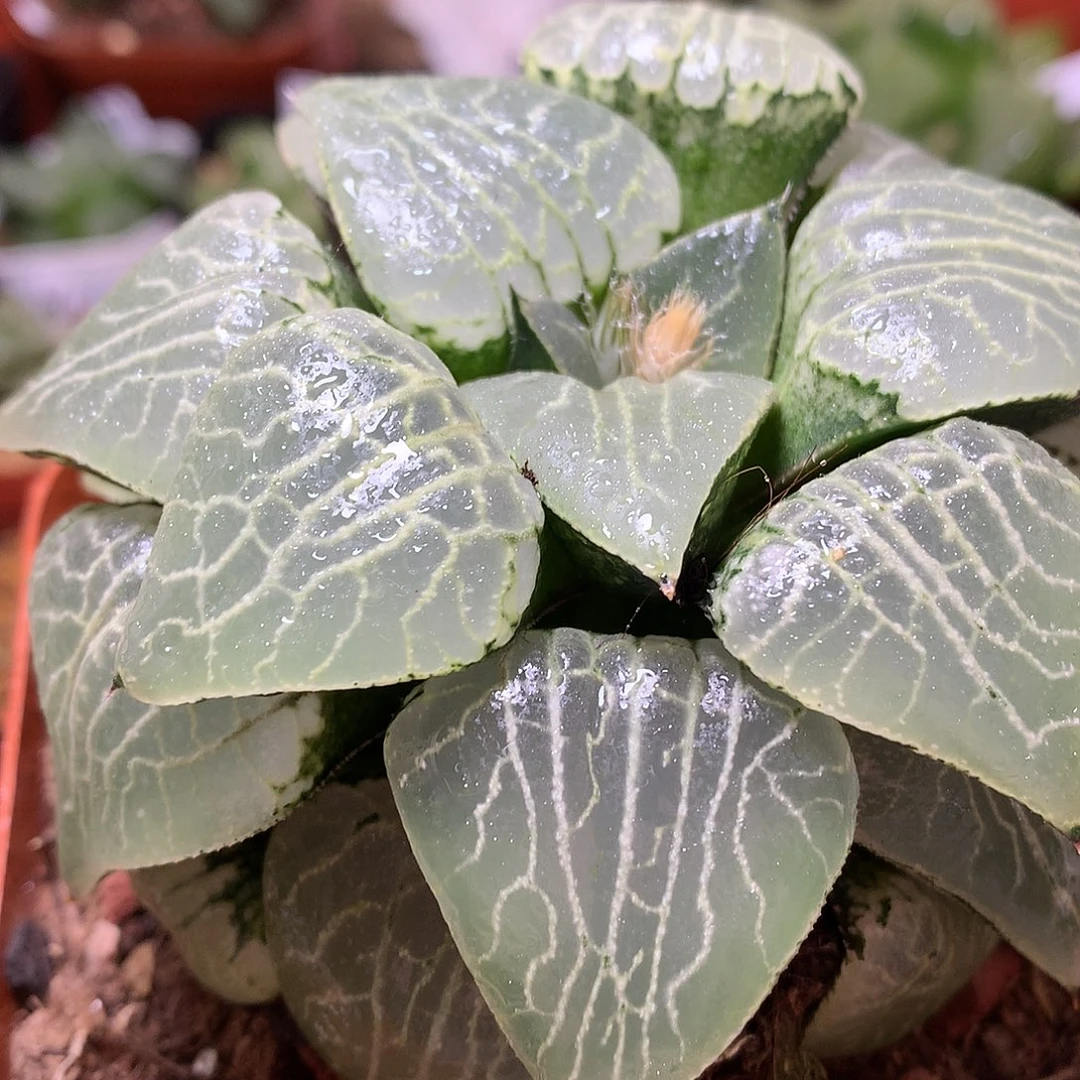 水晶康平101母本带盆土发货