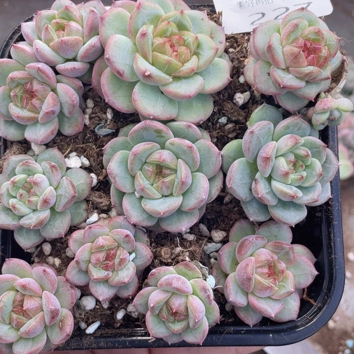 云糖心多肉植物227