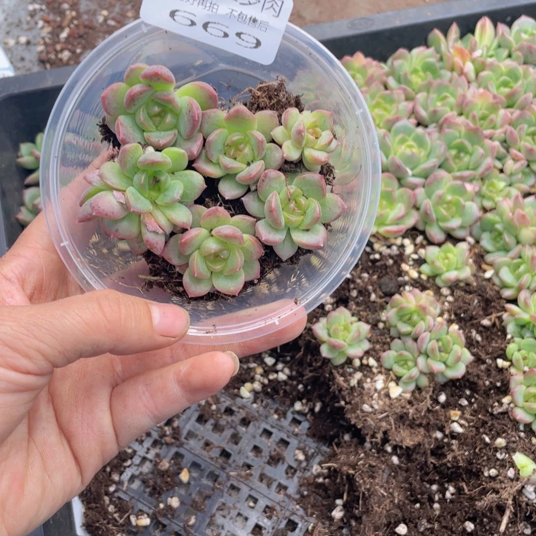糕大上多肉植物669
