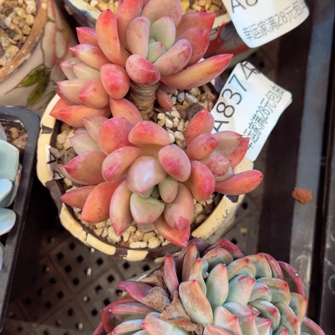 幸运的是我的朋友