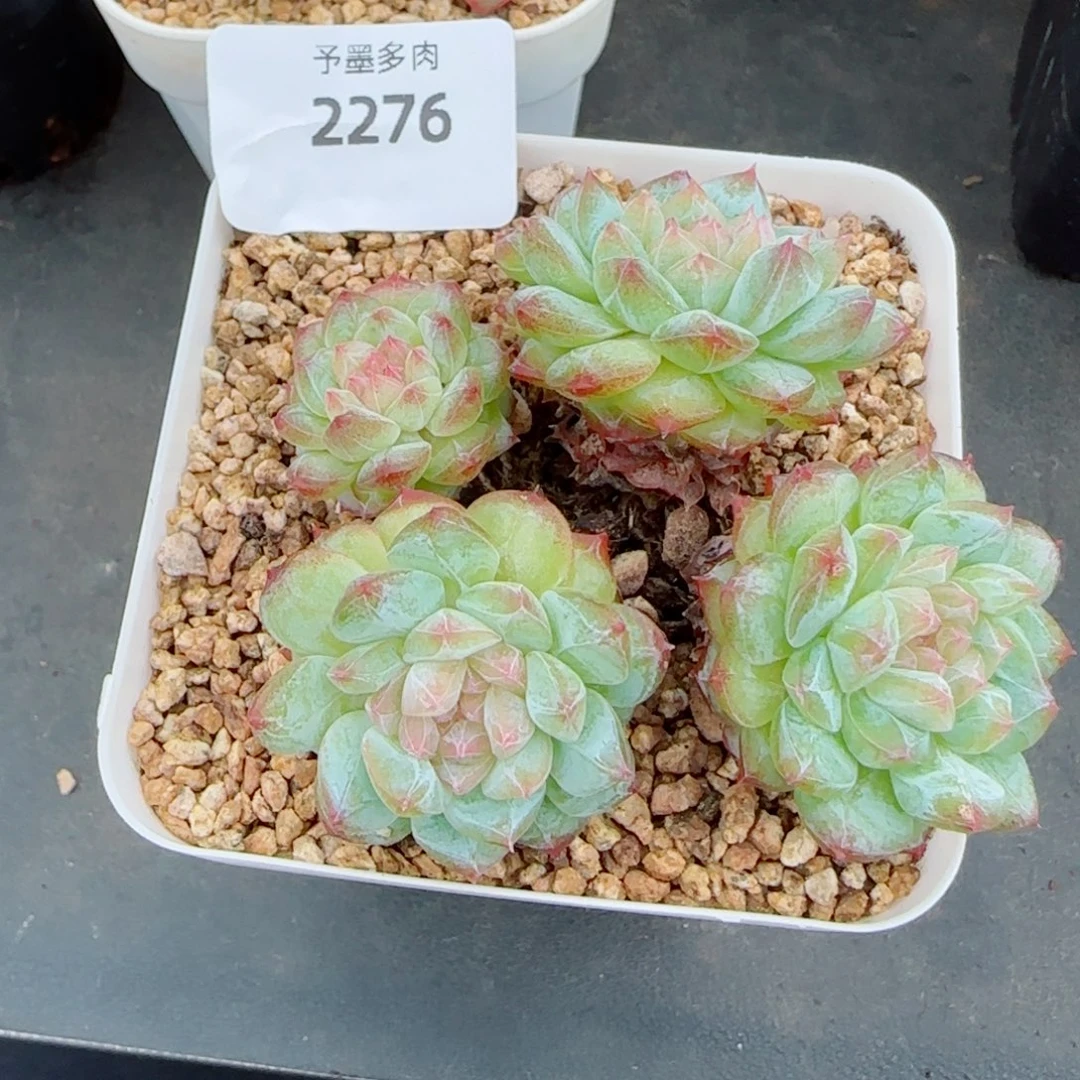 寒江雪，2276多肉植物