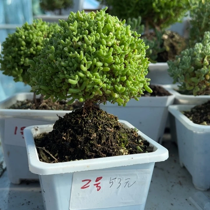 露养蜜橘带盆带土发